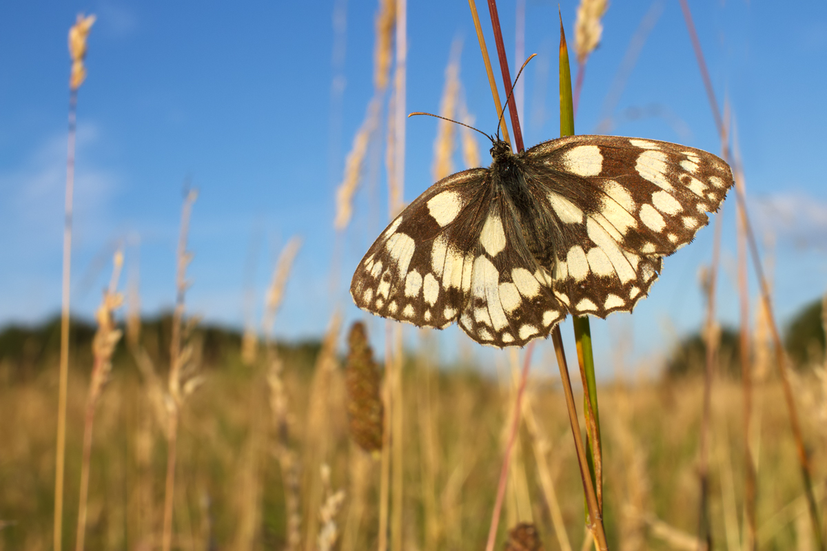 Marbled White wideangle 1